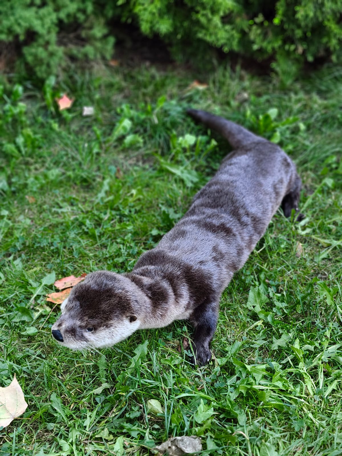 Fully Posable soft mount river otter taxidermy