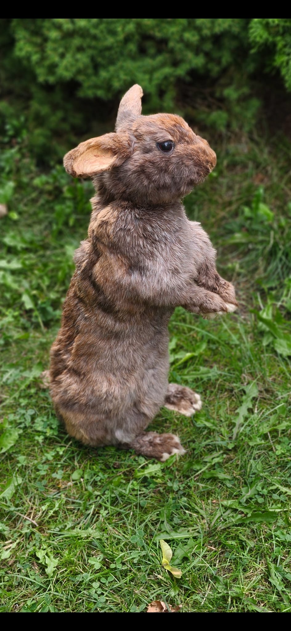 Fully Posable soft mount XXL rabbit taxidermy