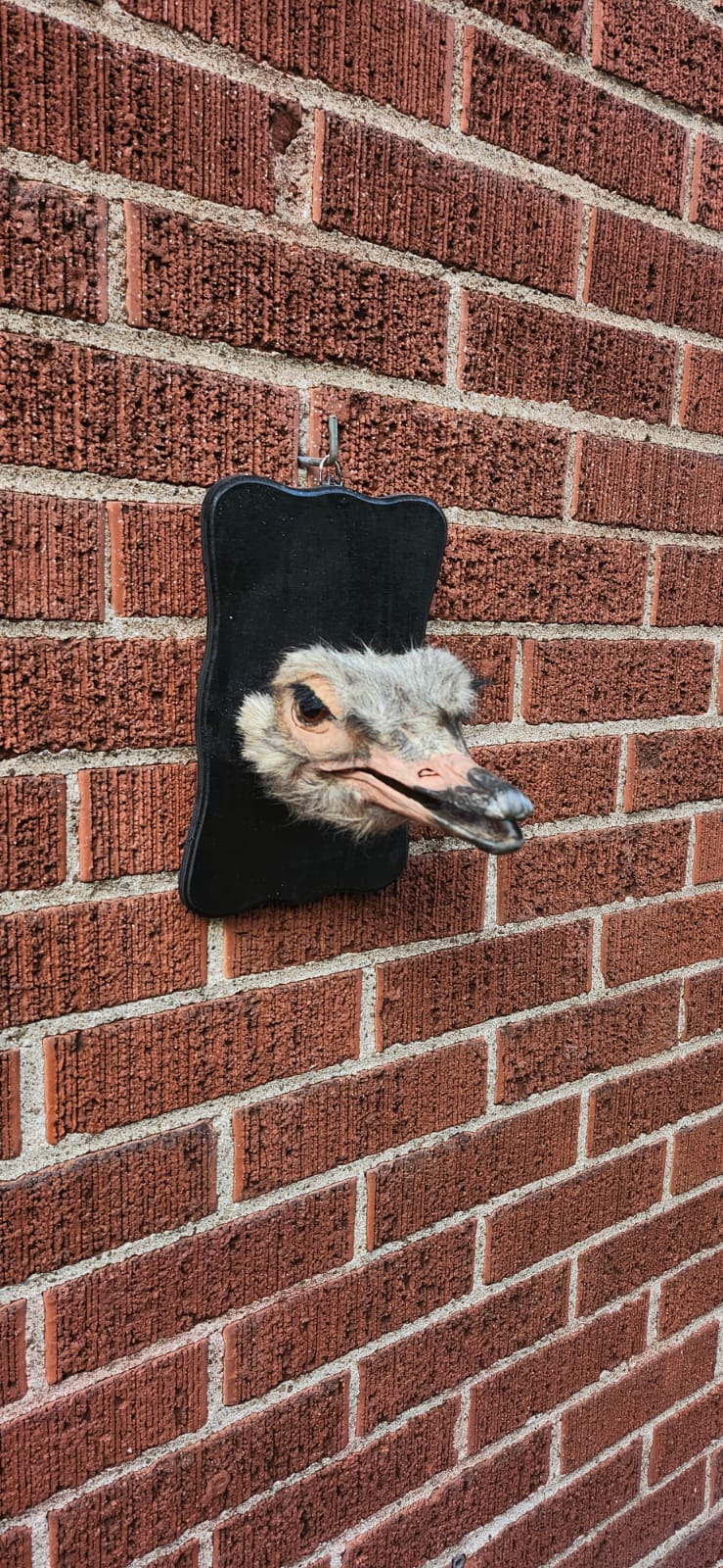 Ostrich head taxidermy
