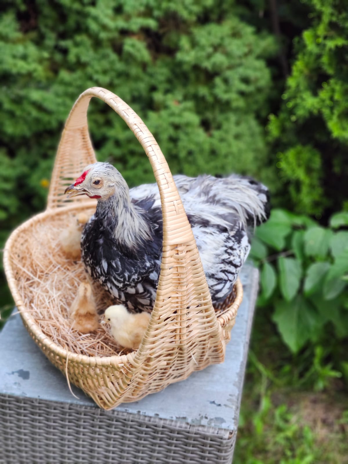 Chicken, rooster, hen taxidermy sitting in a basket with her three chicks