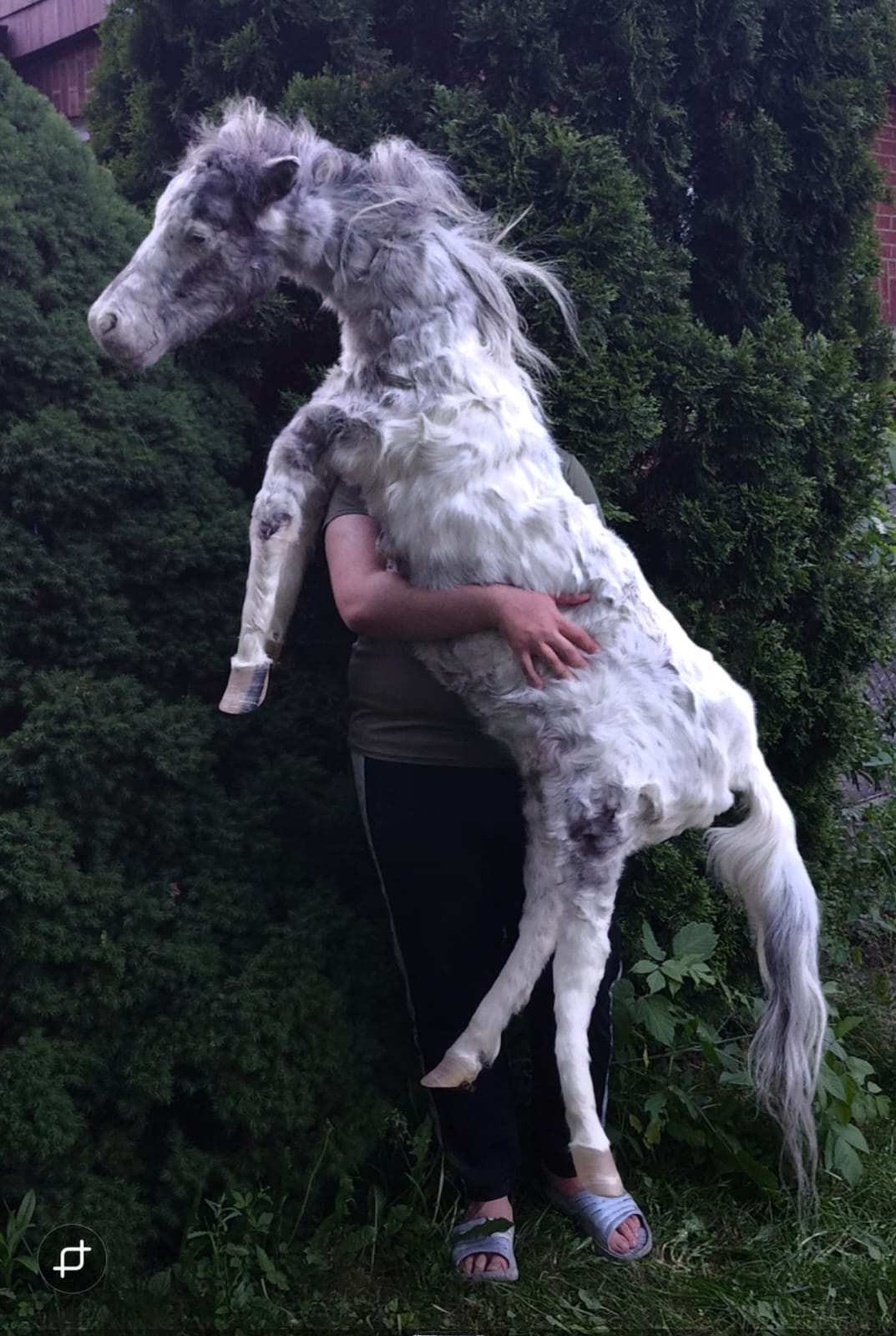 Soft mount white and silver horse taxidermy