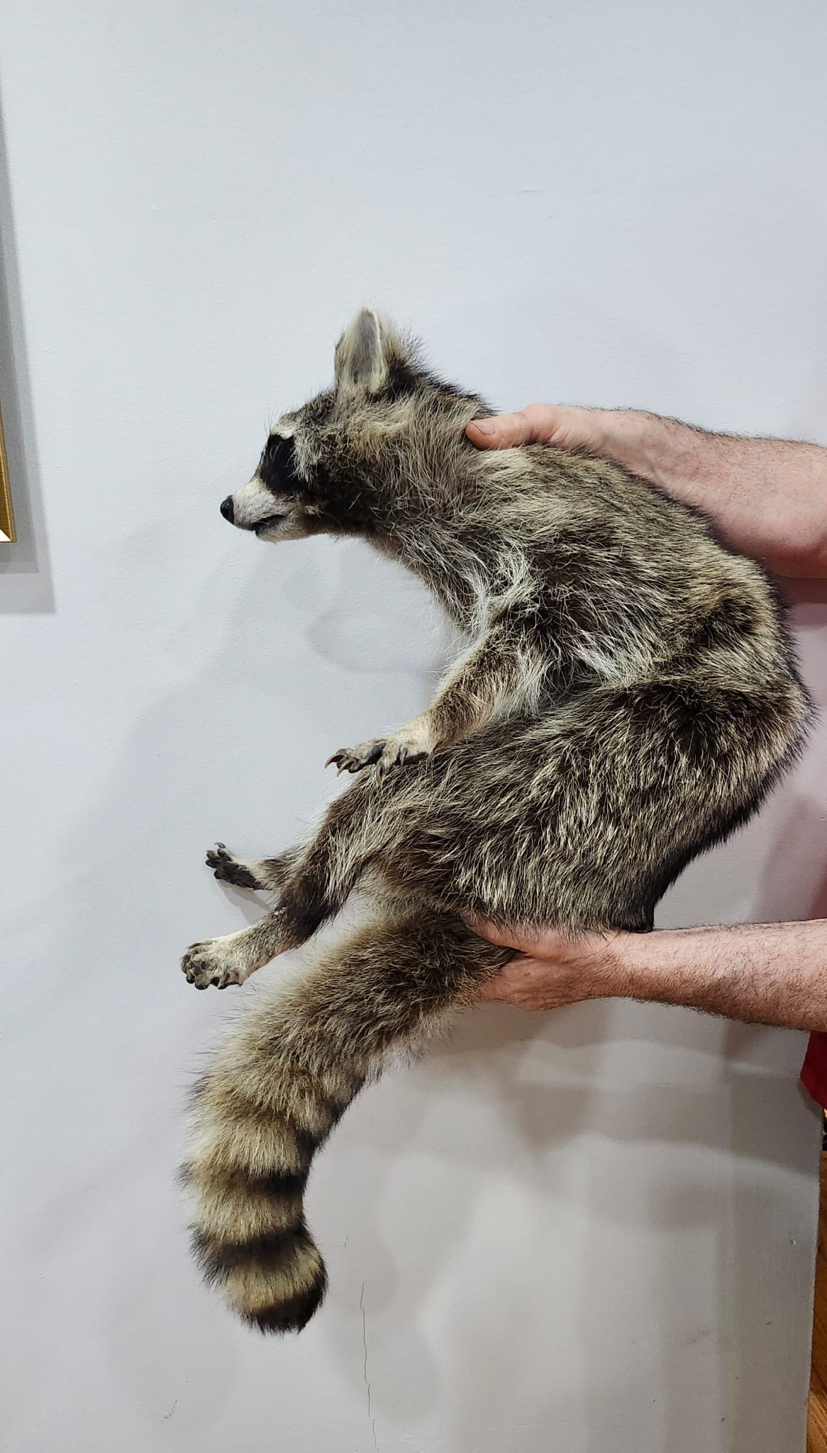 XXL floppy soft mount raccoon taxidermy