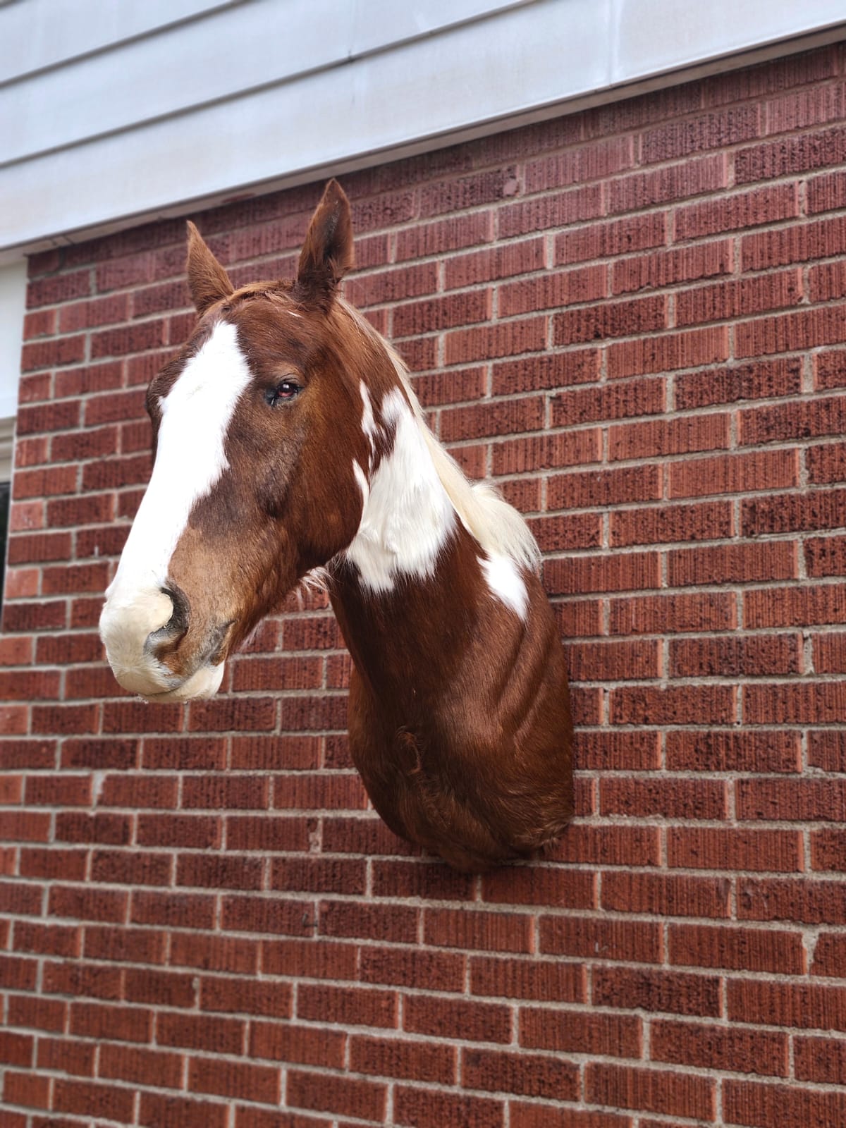 Shoulder mount brown and white horse taxidermy