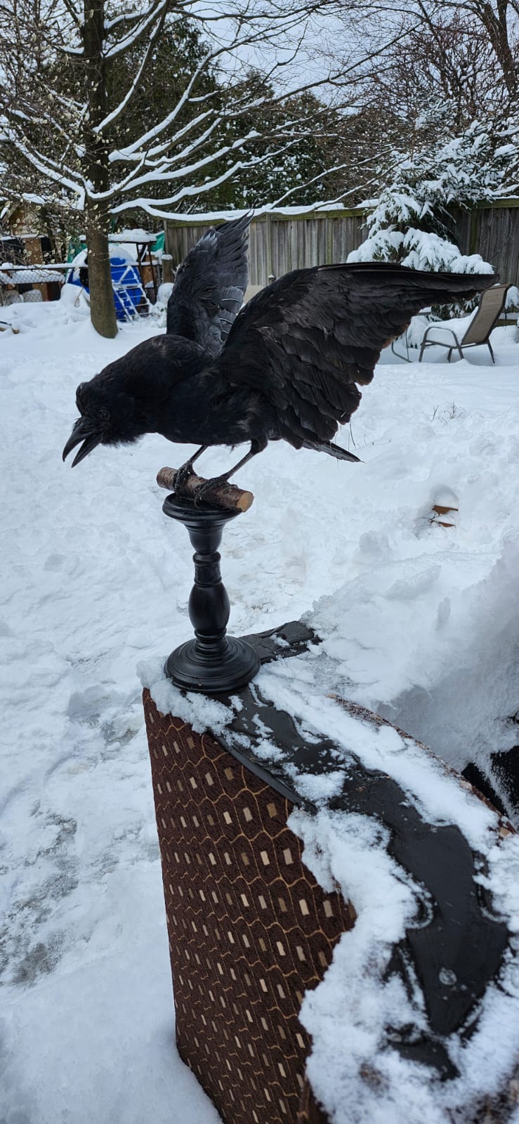 Standing carrion crow taxidermy