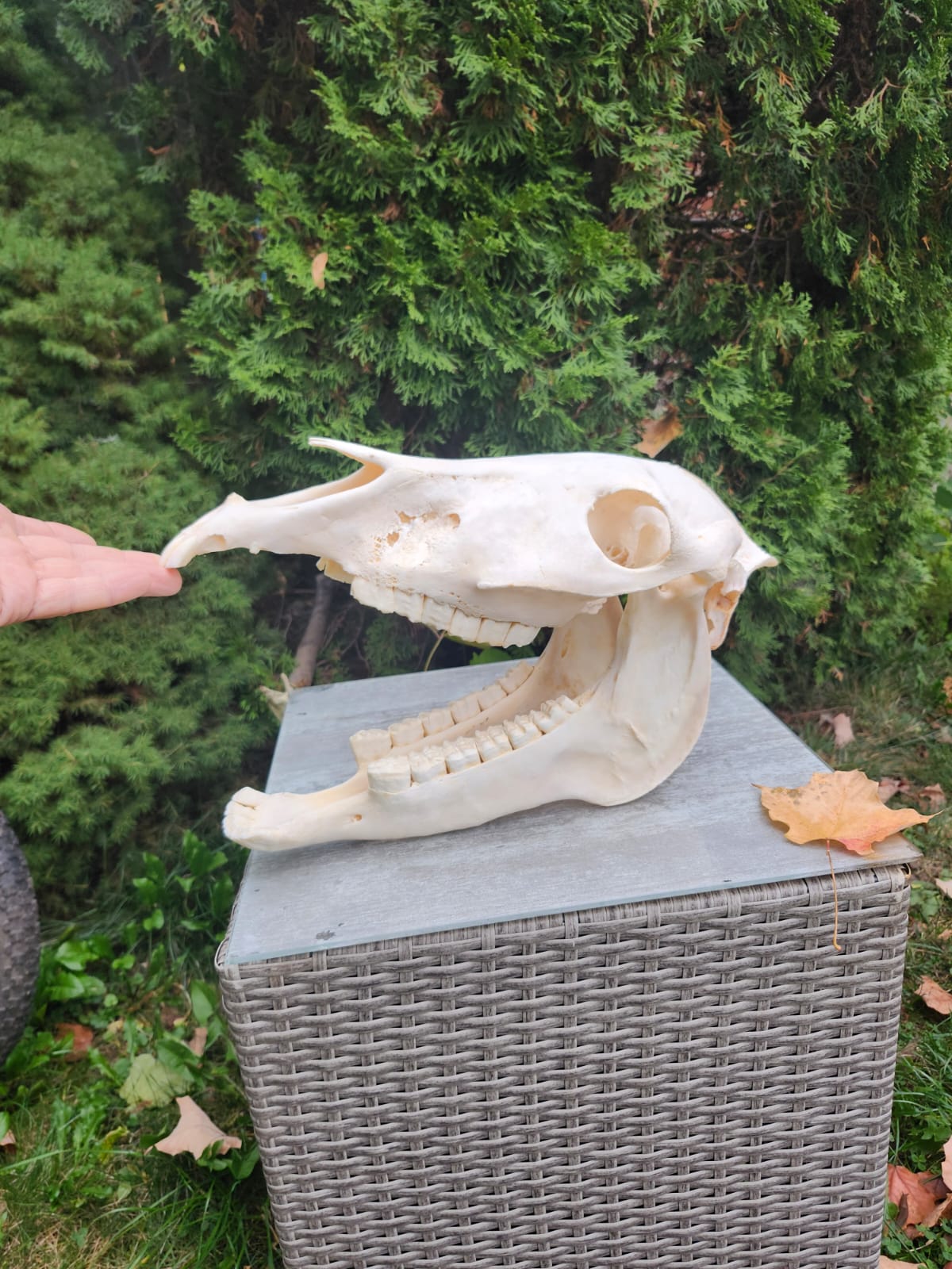 Donkey skull taxidermy