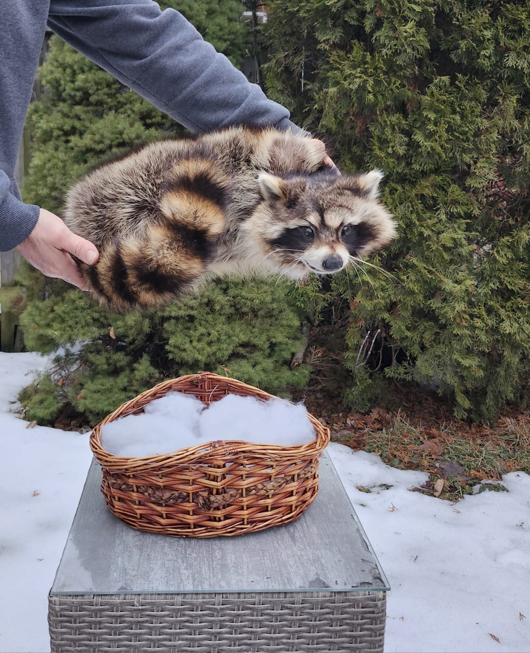 Raccoon taxidermy sitting in a basket