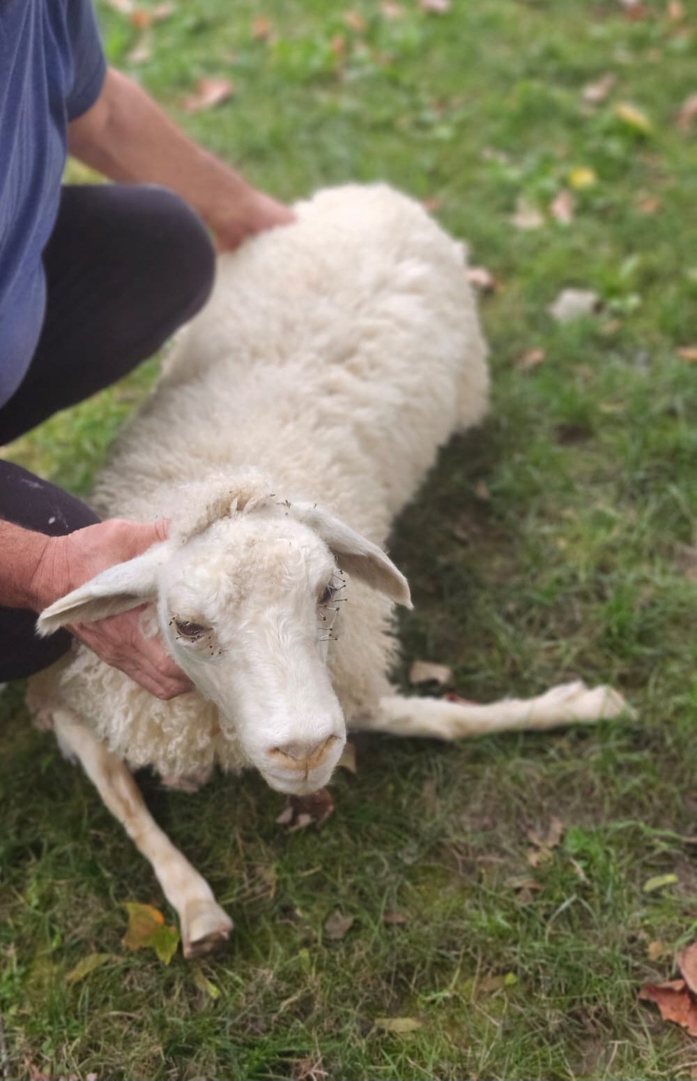 Soft mount white sheep taxidermy