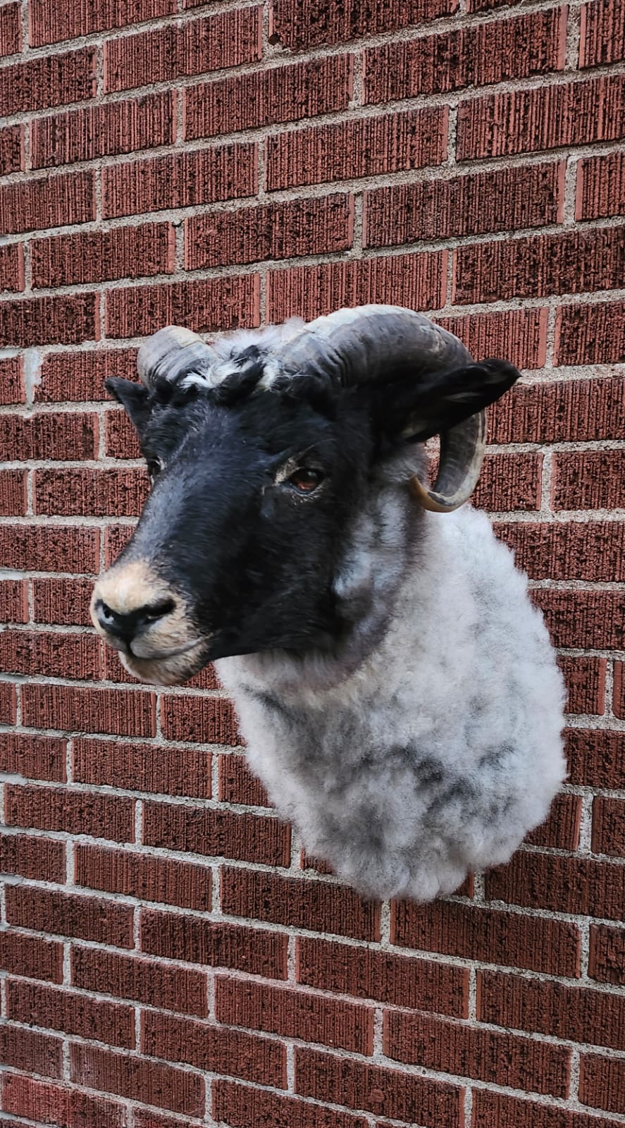 Shoulder mount sheep/ ram taxidermy