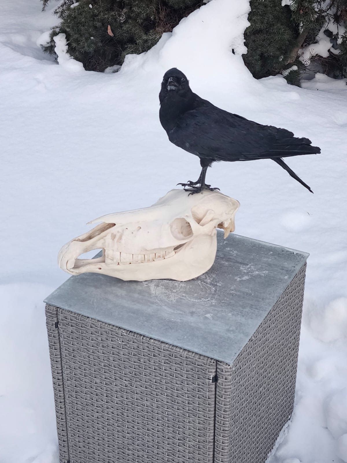 Carrion Crow taxidermy standing on a donkey skull