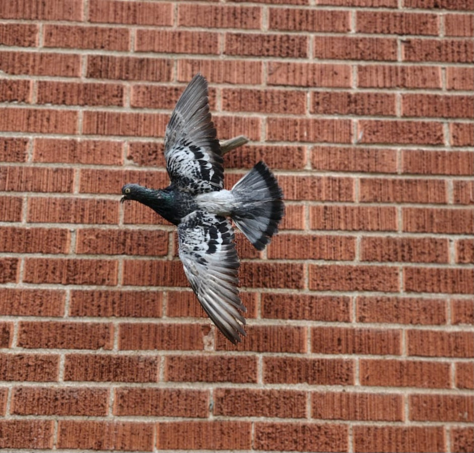 Flying wall mounted gray pigeon taxidermy