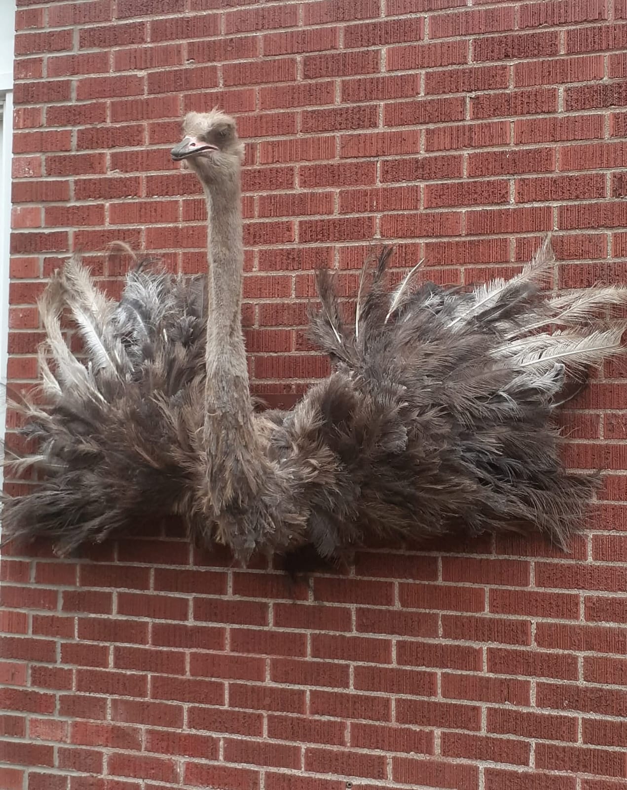 Wall mounted ostrich taxidermy
