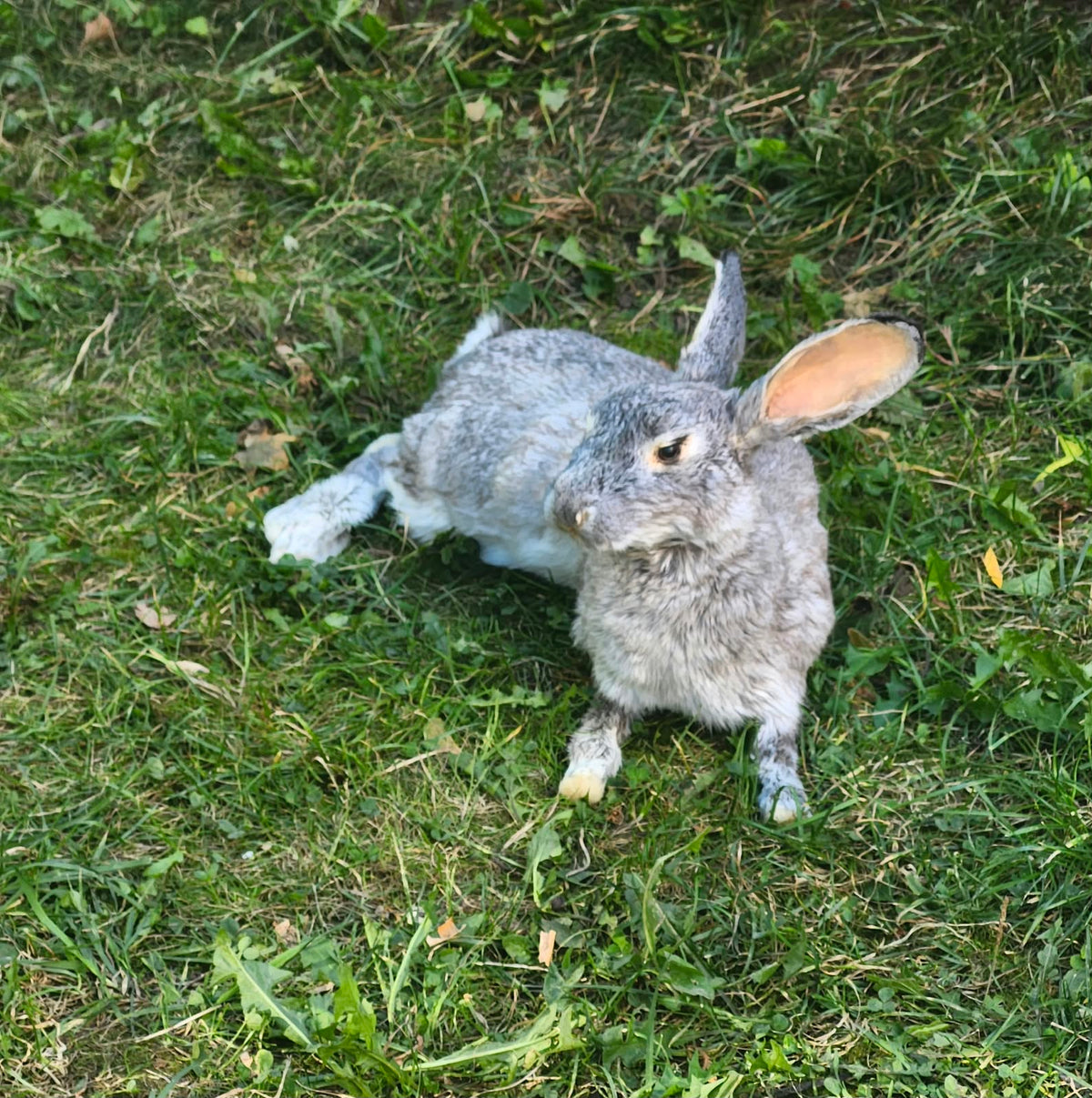 Fully Posable soft mount gray rabbit taxidermy