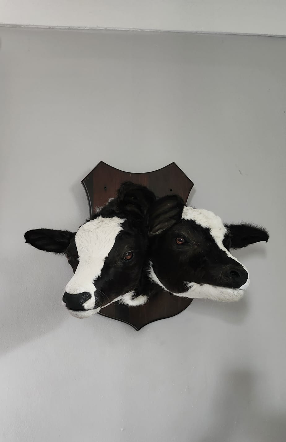 Two headed black and white shoulder mount calf taxidermy