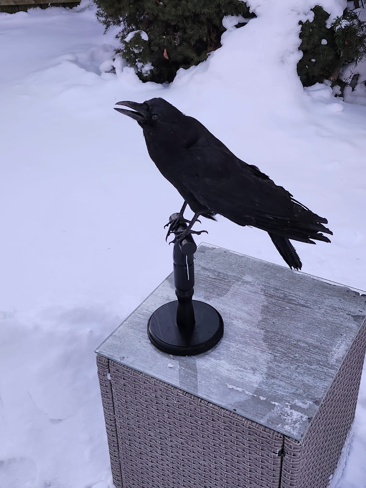Carrion crow taxidermy