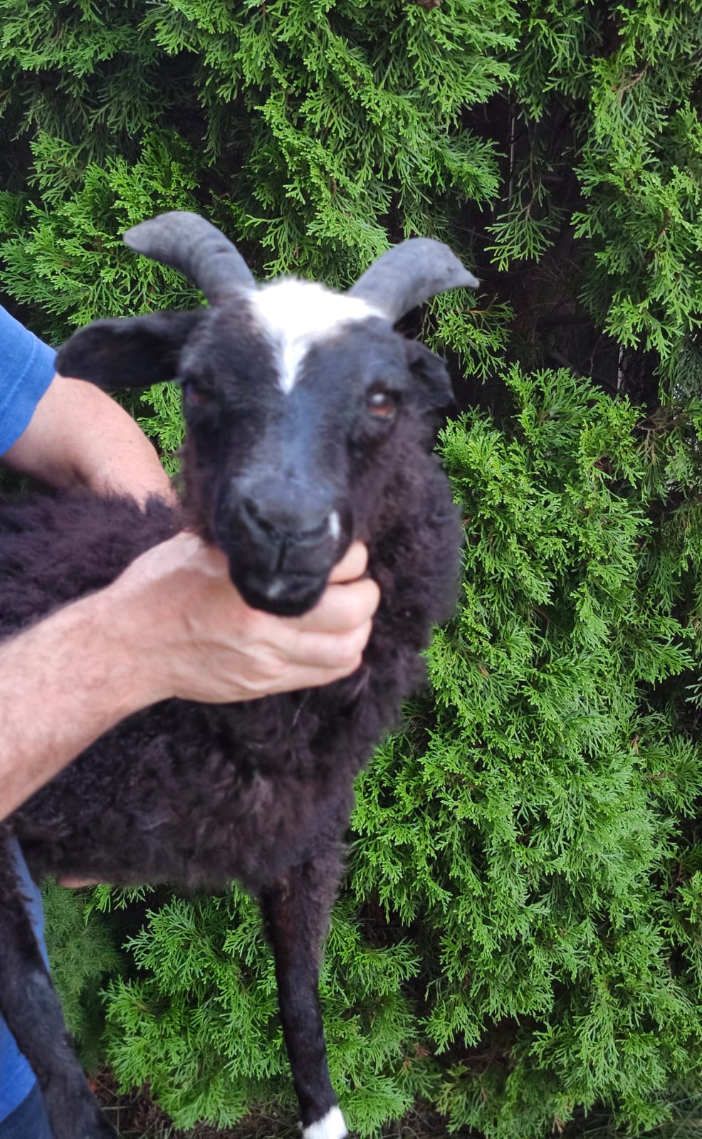 Black soft mount sheep taxidermy with horns