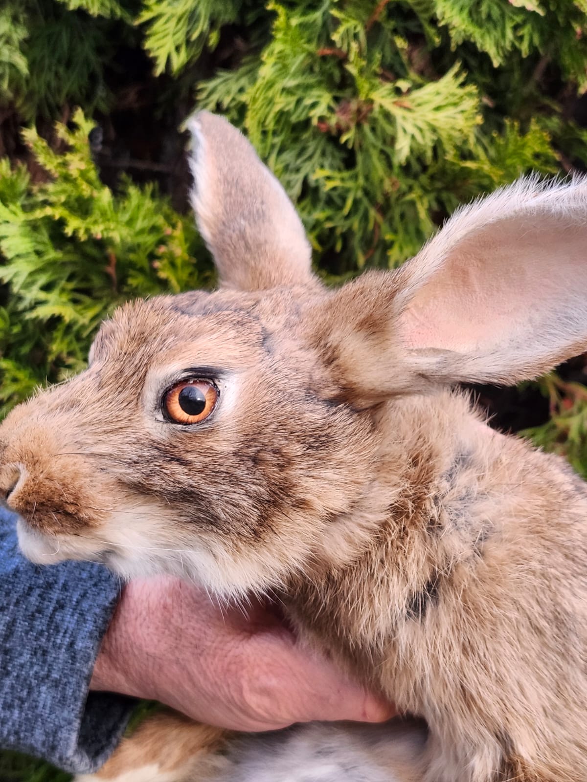 Brown soft mount rabbit taxidermy, floppy soft mount bunny