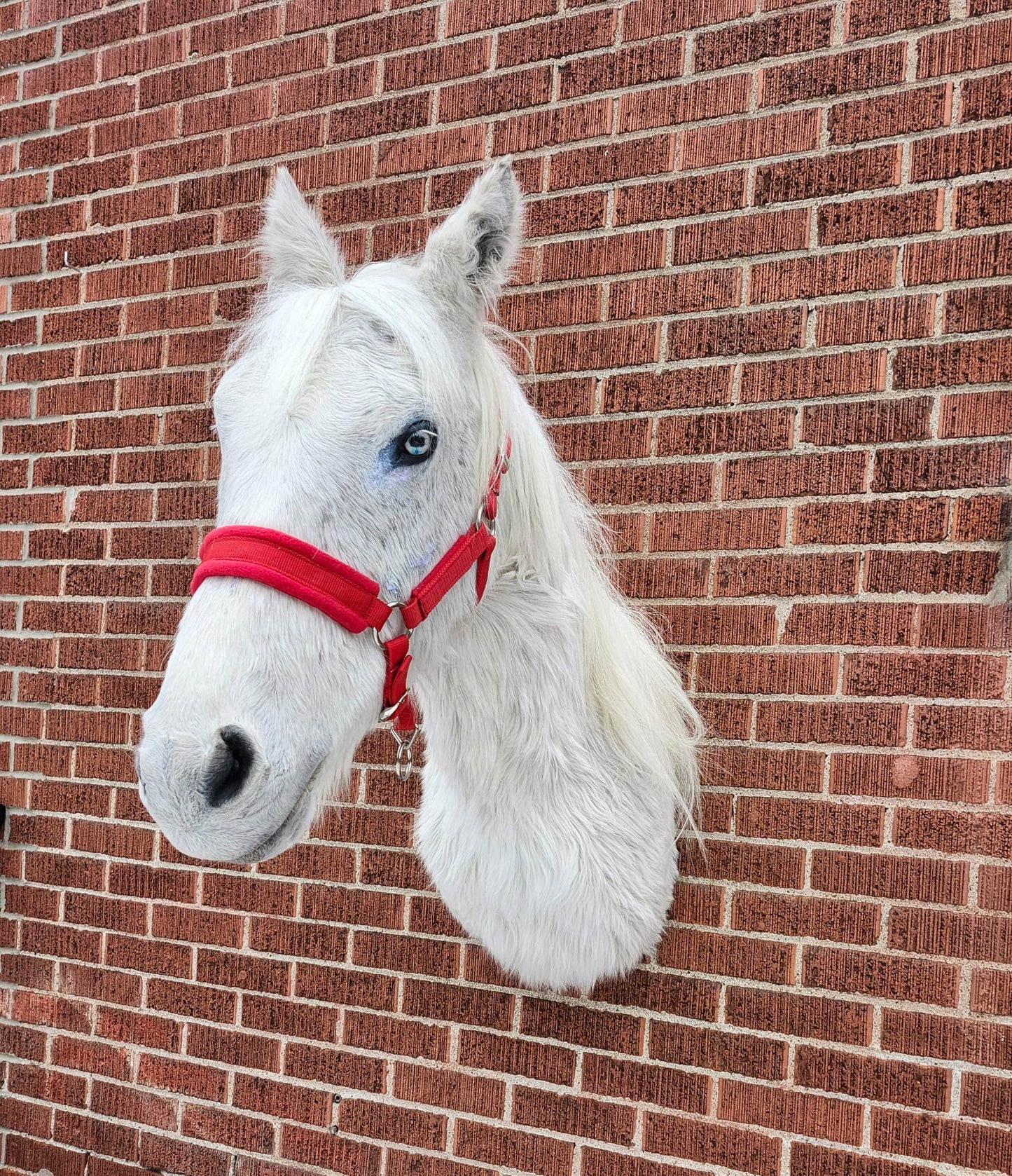 White shoulder mount horse taxidermy
