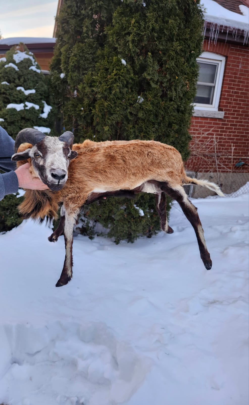 Soft mount blackbelly sheep taxidermy
