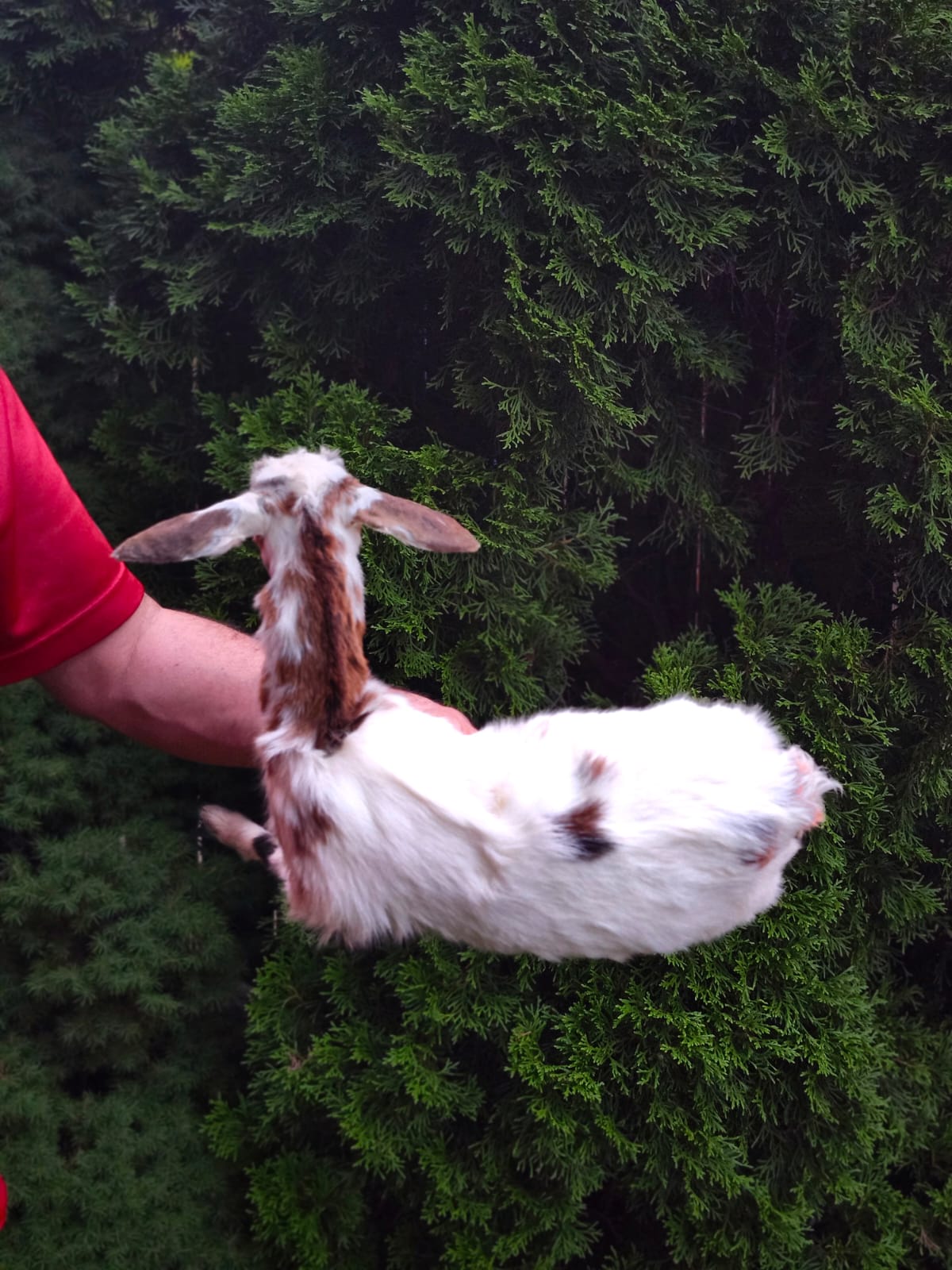 Fully posable soft mount baby goat taxidermy