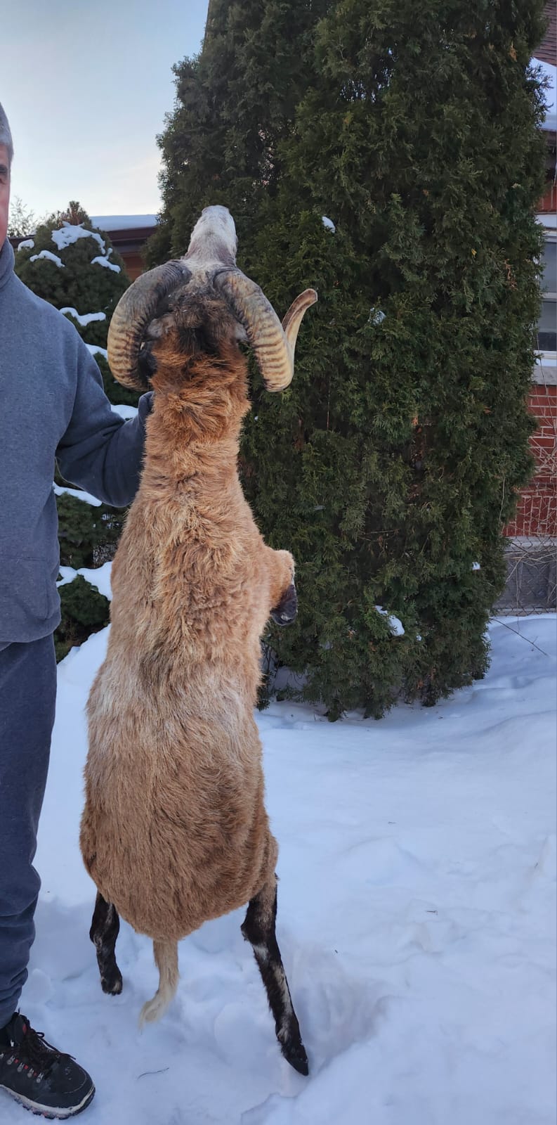 Soft mount blackbelly sheep with large horns
