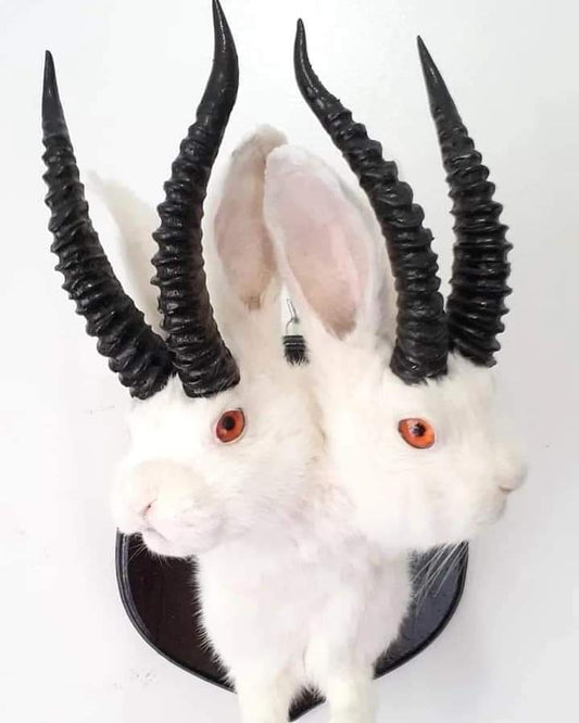 Two headed white jackalope taxidermy