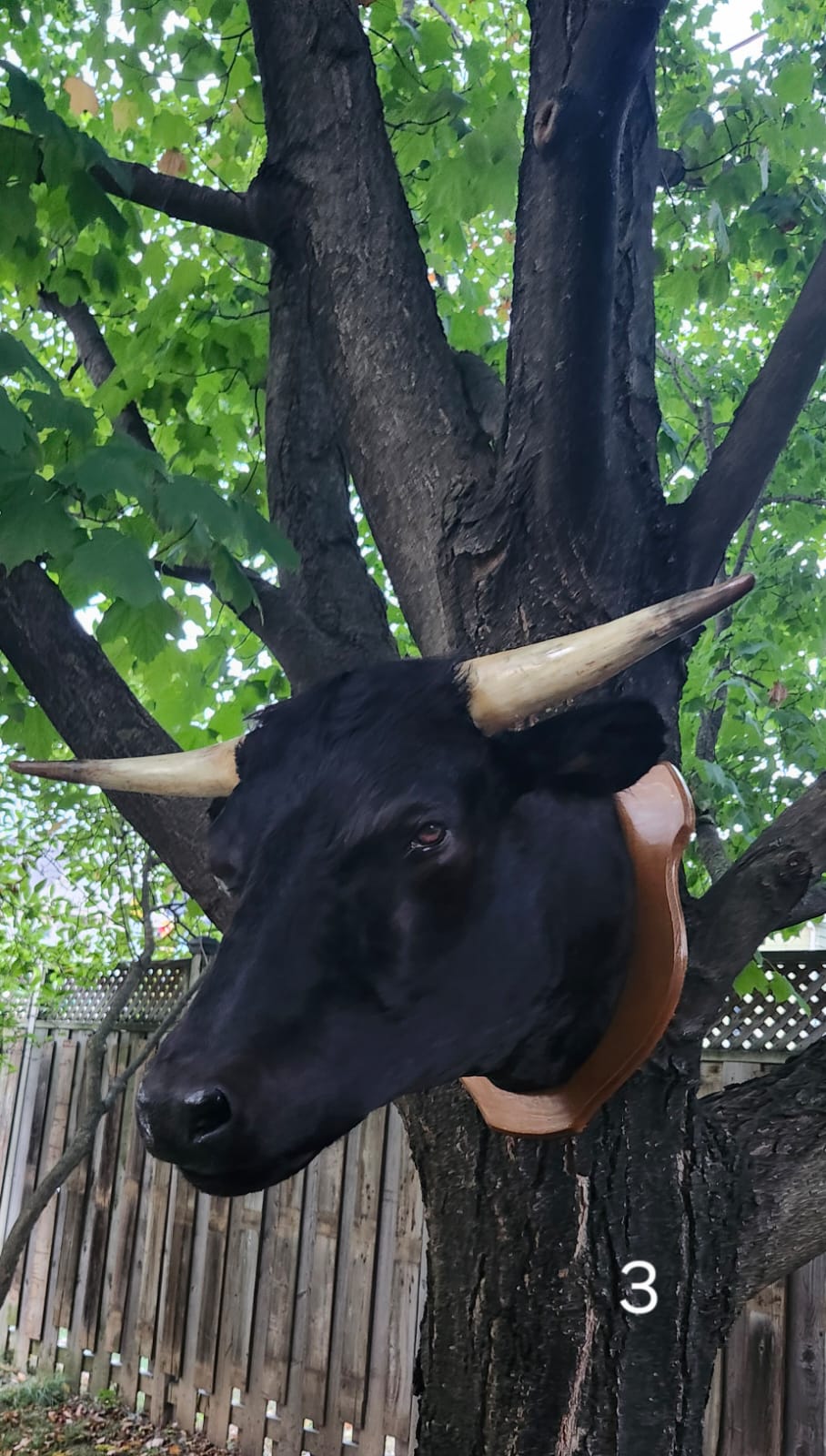 Black wall mount cow taxidermy