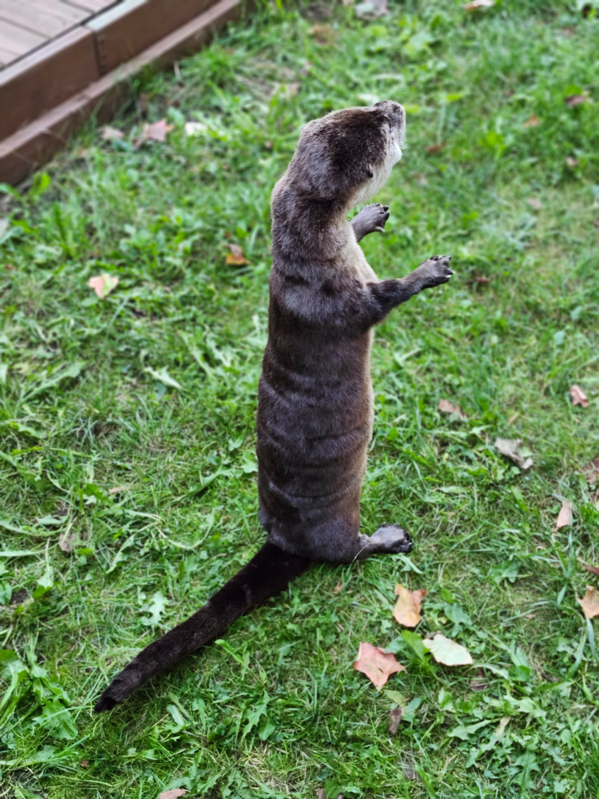 Fully Posable soft mount river otter taxidermy