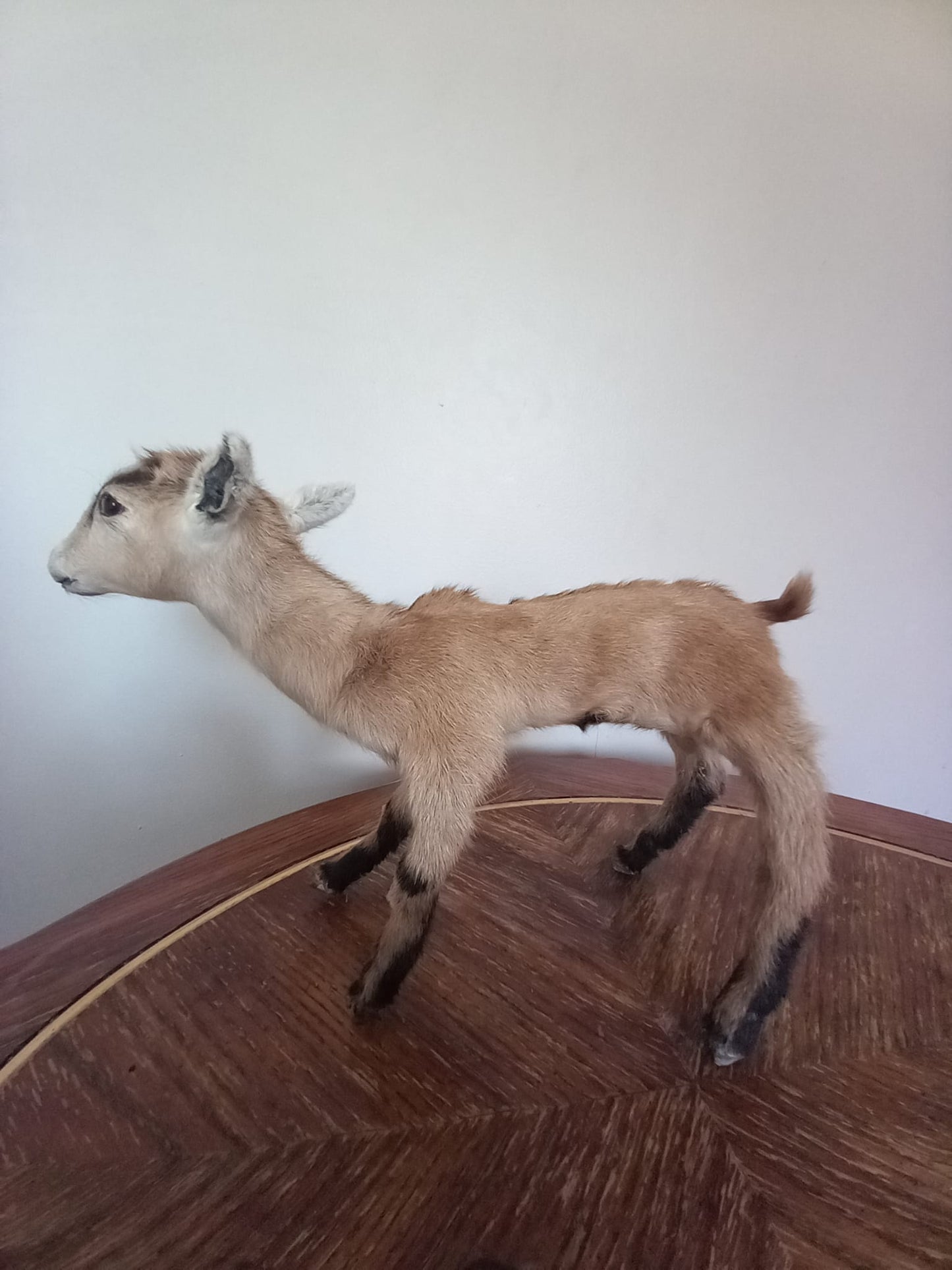 Fully Posable soft mount baby goat taxidermy