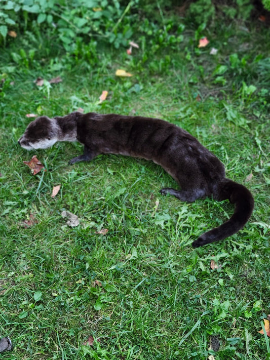 Fully Posable soft mount river otter taxidermy