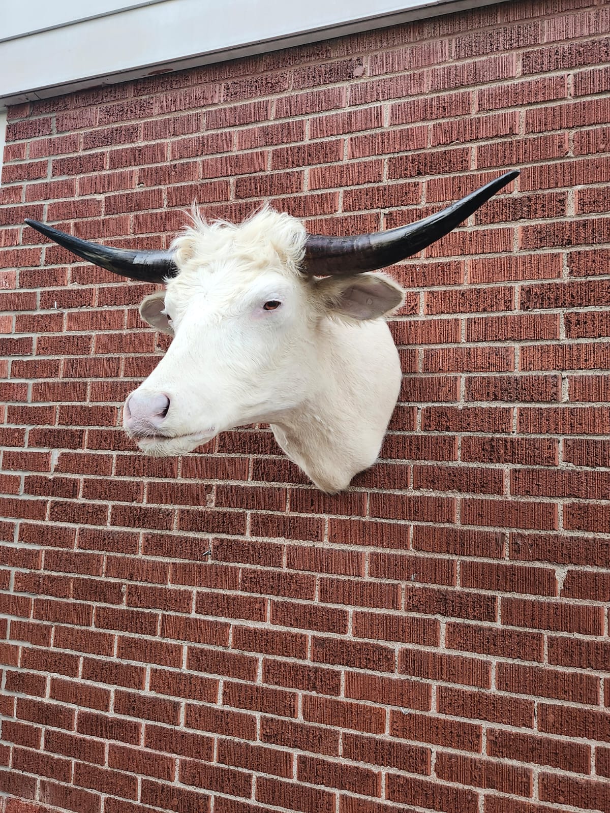 White shoulder mount cow taxidermy with long horns
