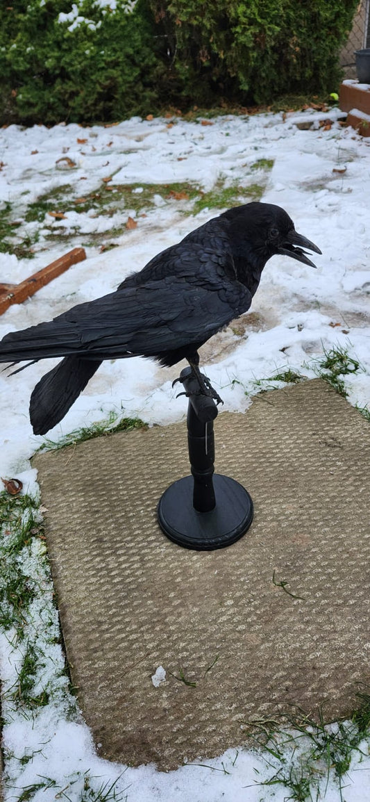 Standing carrion crow taxidermy