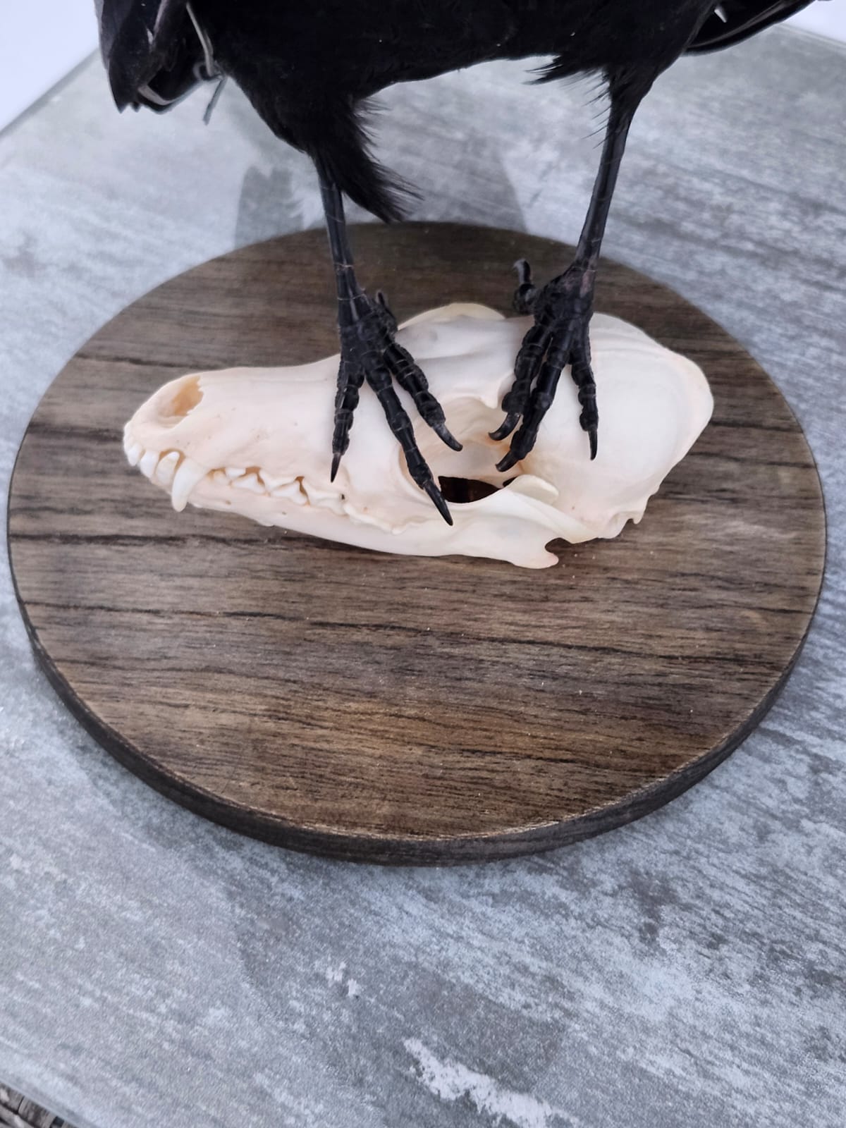 Standing carrion crow taxidermy on a fox skull