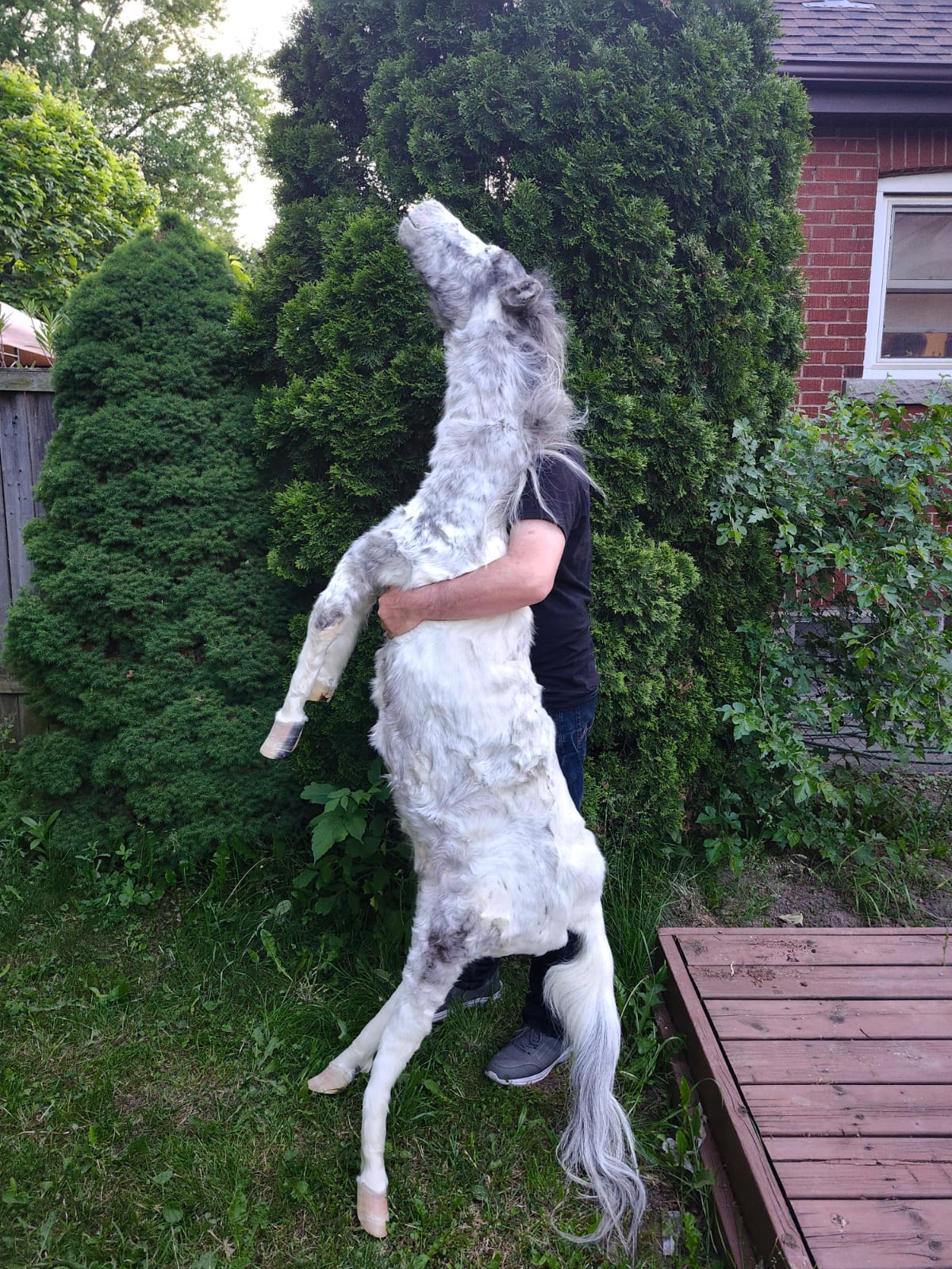 Soft mount white and silver horse taxidermy