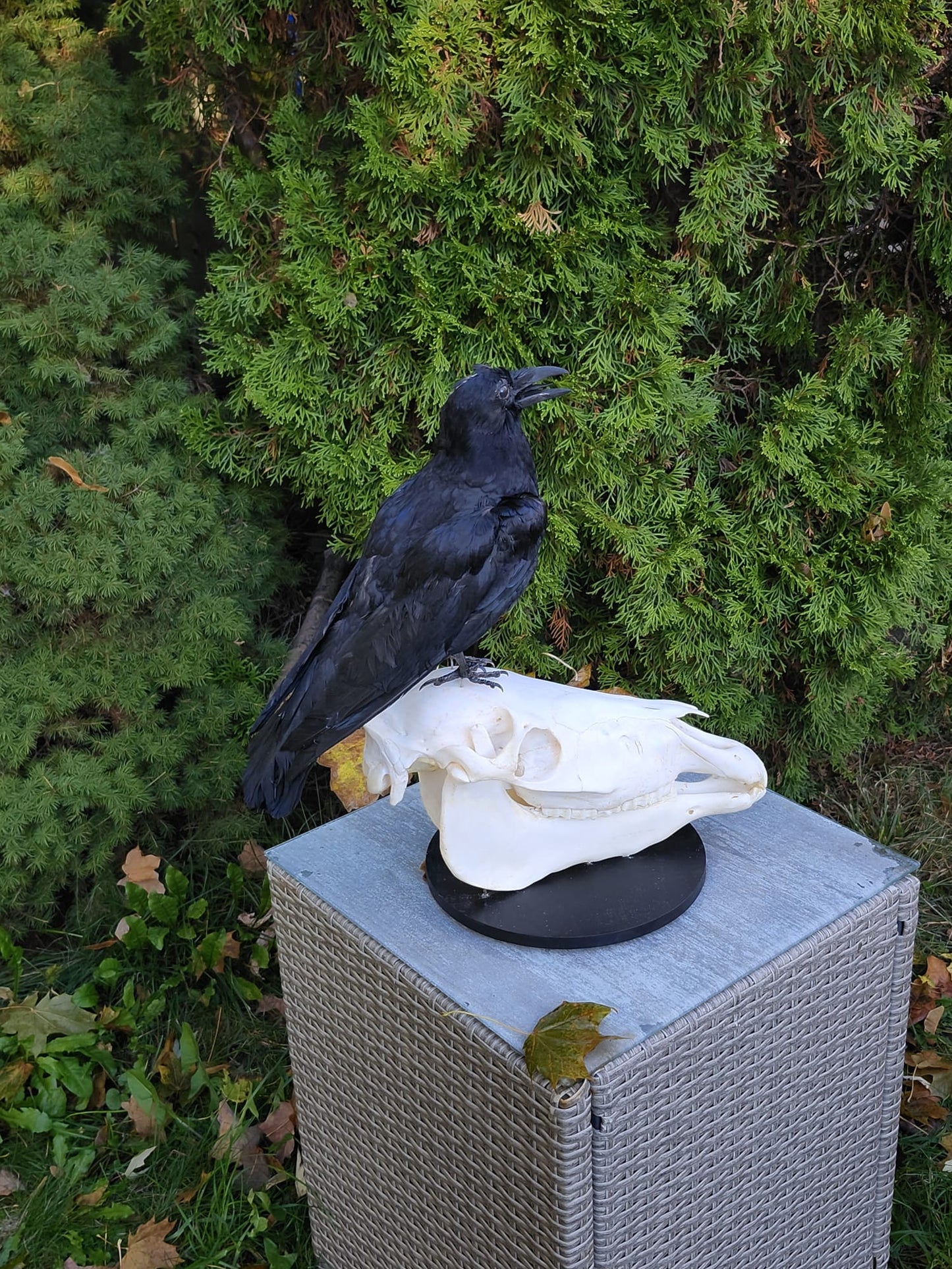 A crow taxidermy standing on a donkey skull