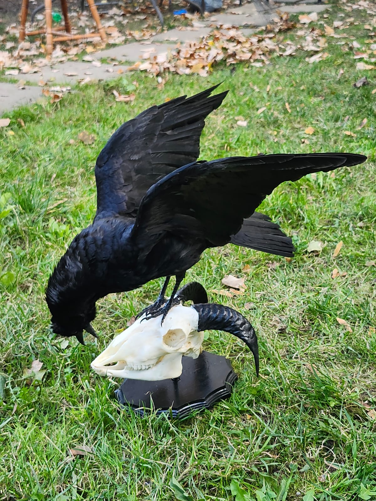 Carrion crow taxidermy standing on a ram skull