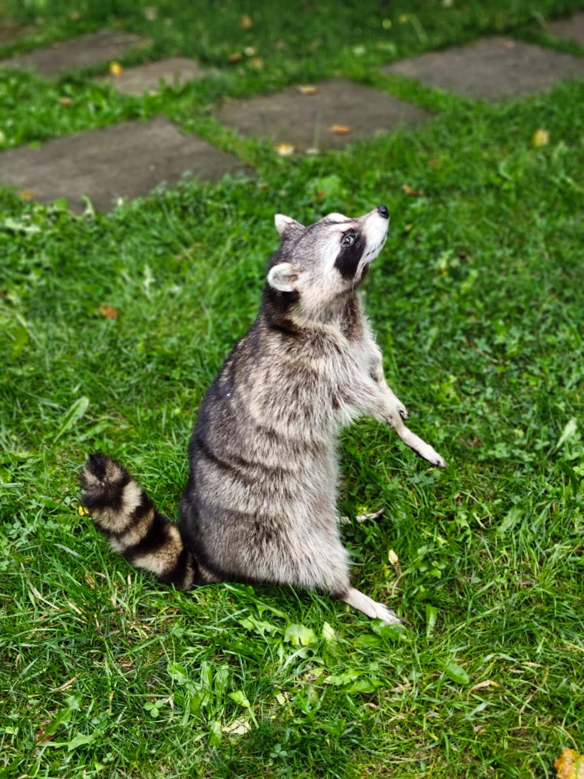 Fully Posable large soft mount raccoon taxidermy