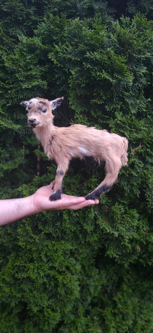 Fully Posable soft mount baby goat, lamb, sheep taxidermy