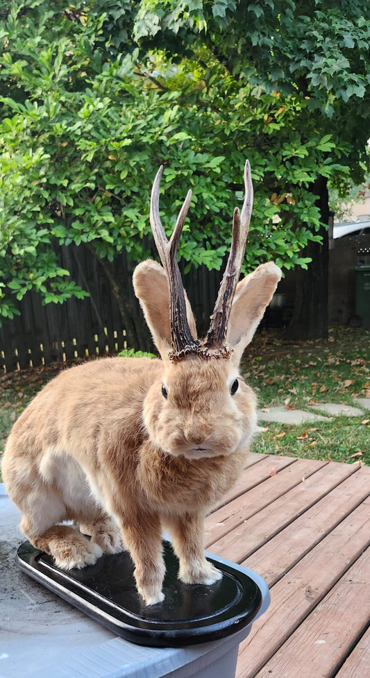 A masive brown life size jackalope taxidermy with real roe deer antlers, full body rabbit jackalope, bunny taxidermy