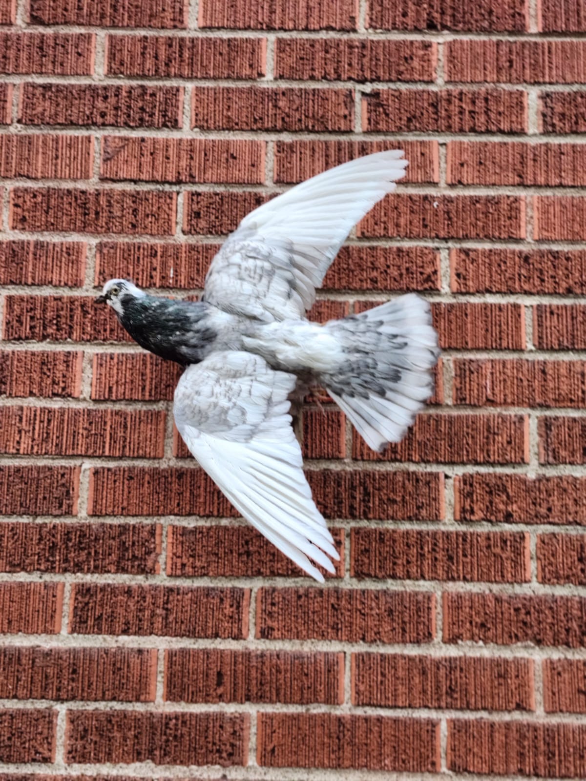 Flying wall mounted pigeon taxidermy