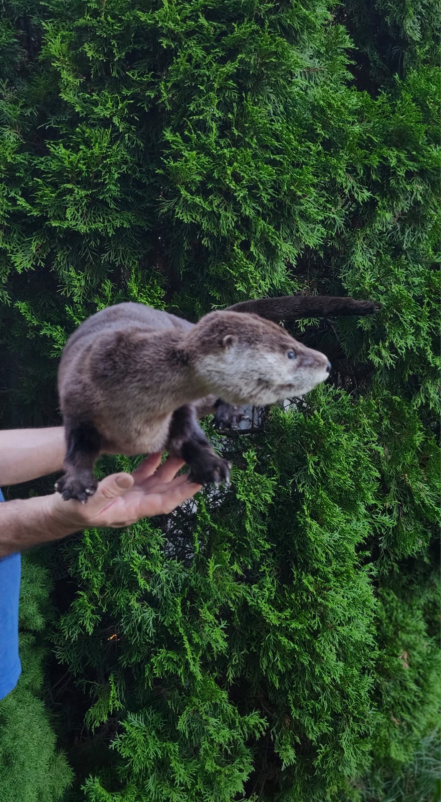 Fully Posable soft mount river otter taxidermy