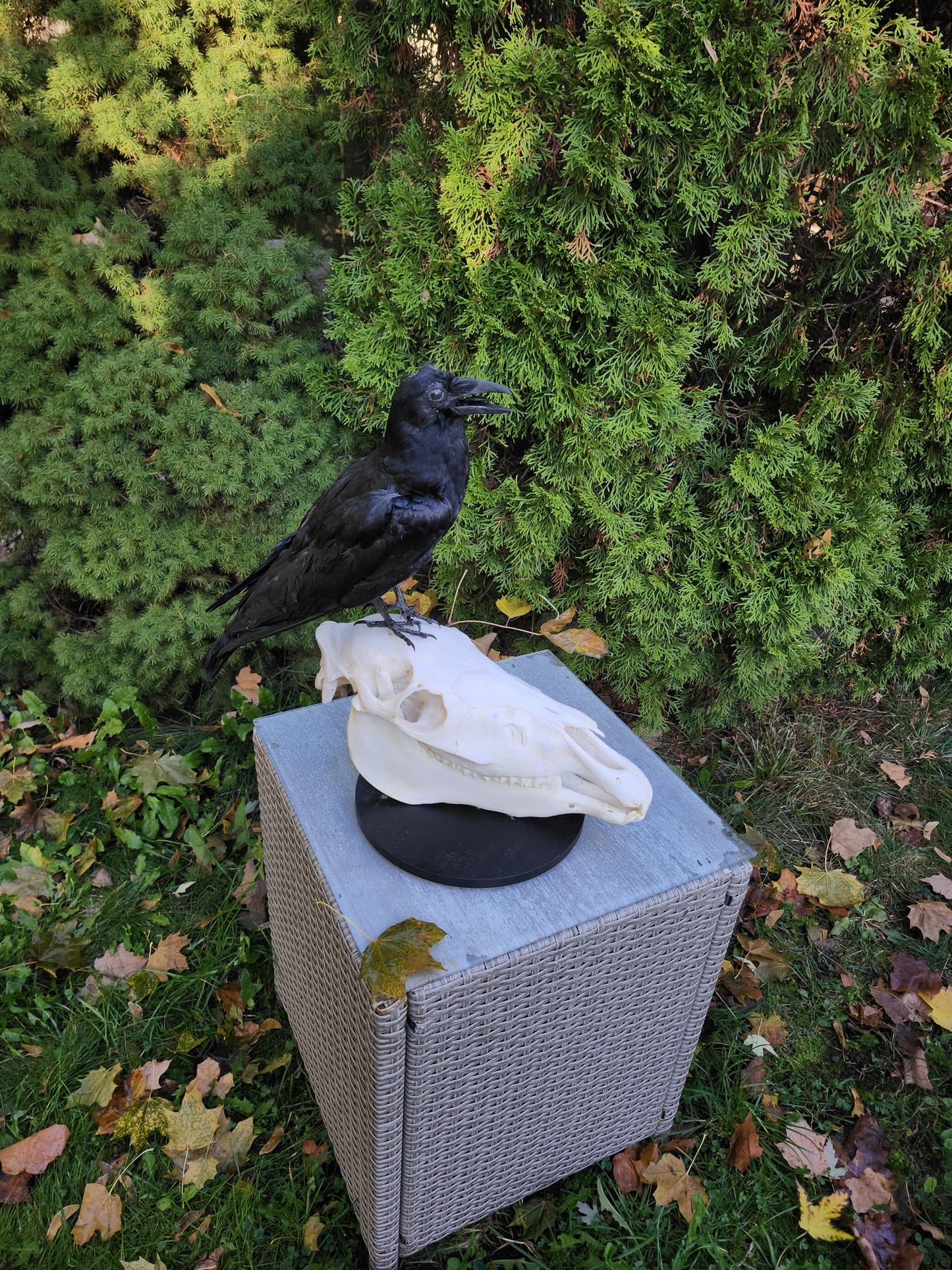 A crow taxidermy standing on a donkey skull