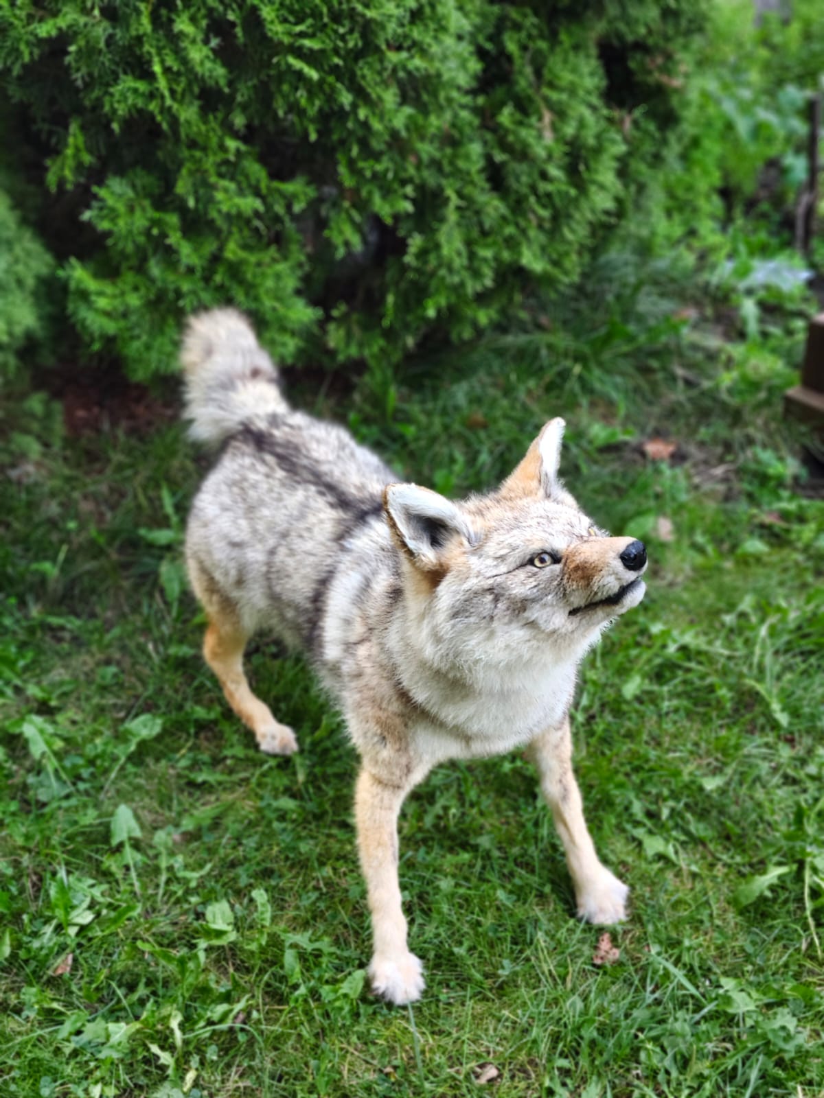 Fully posable soft mount coyote taxidermy