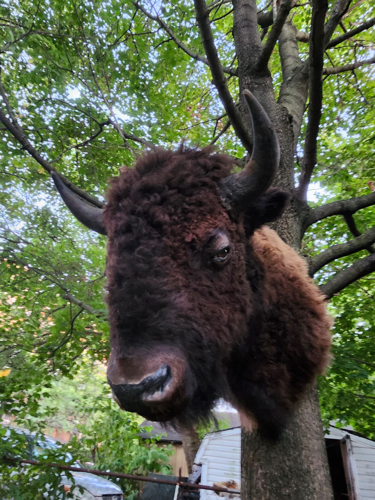 Shoulder mount bison/buffalo taxidermy