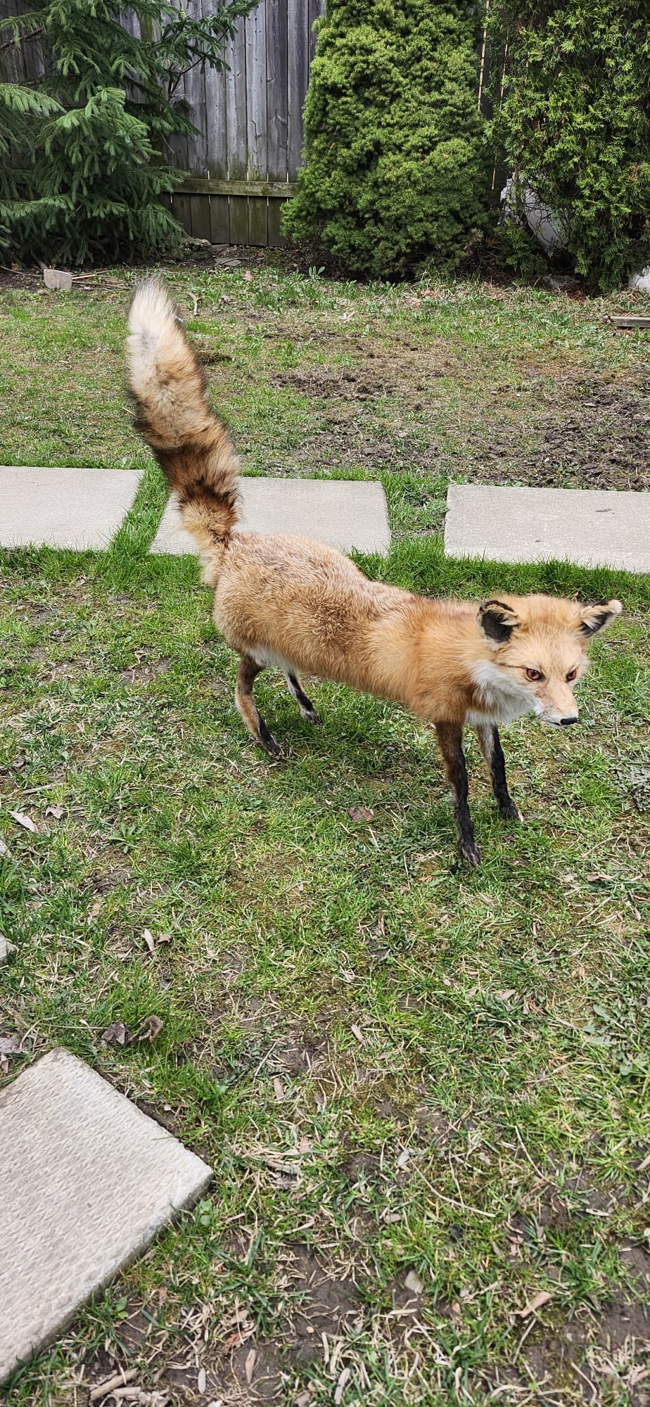 Posable soft mount fox taxidermy
