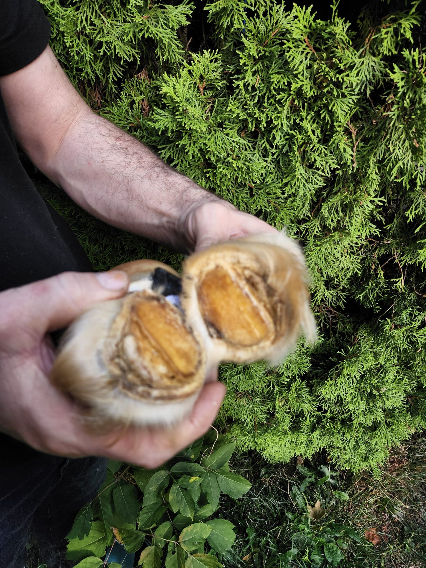 Educational horse hoof taxidermy