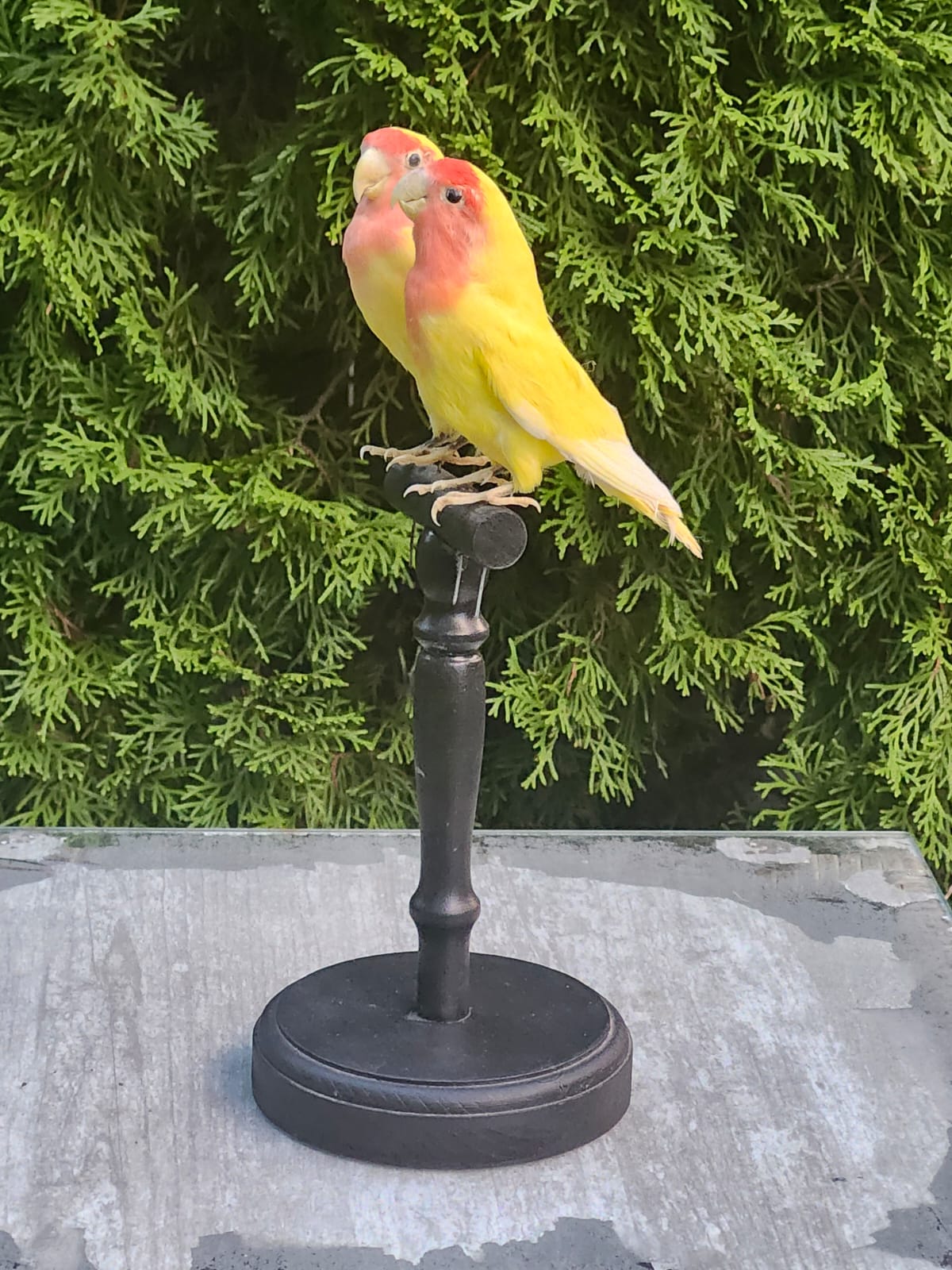 A pair of rosy faced lovebirds taxidermy