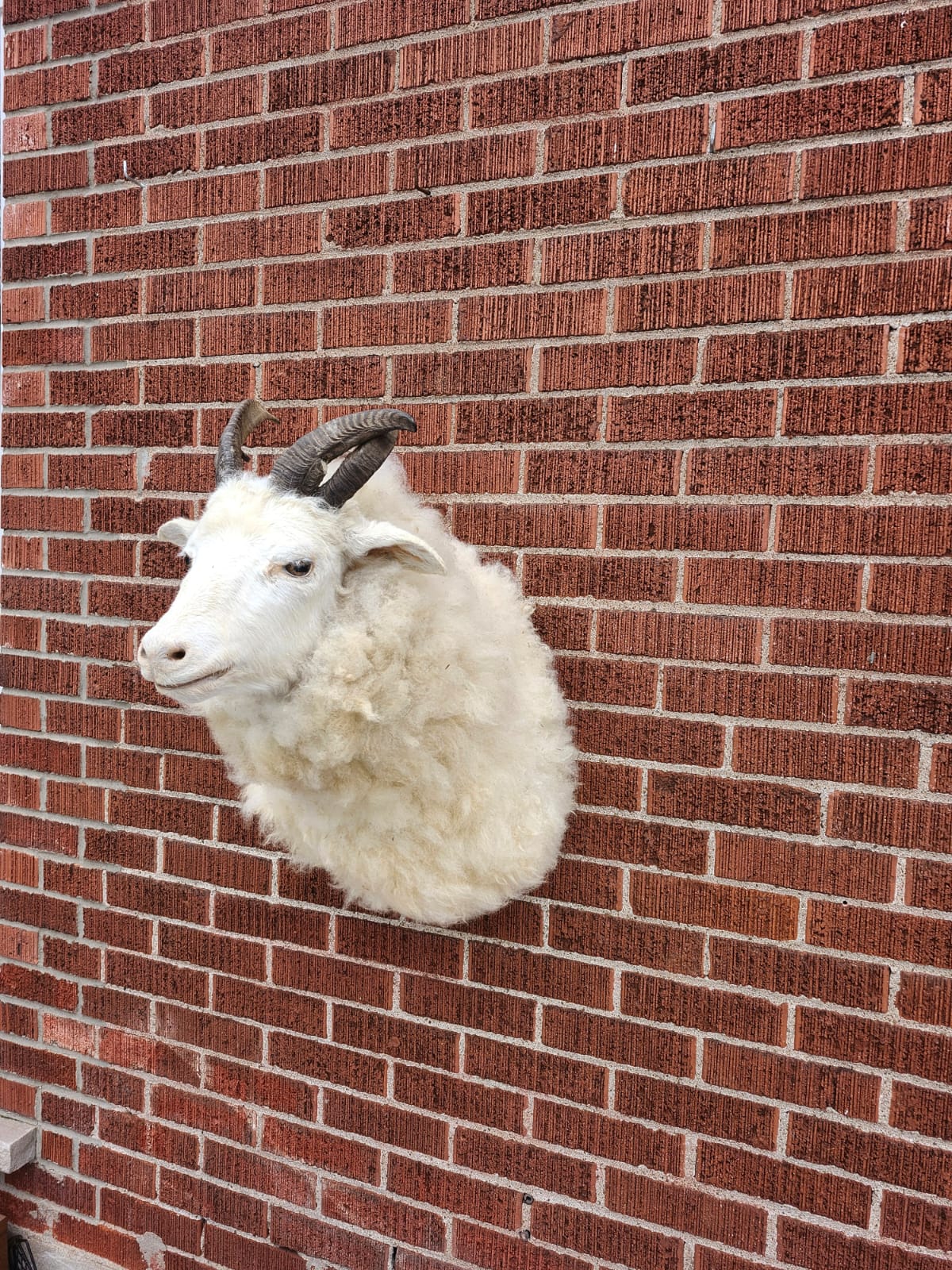 Shoulder mount four horned jacob sheep taxidermy