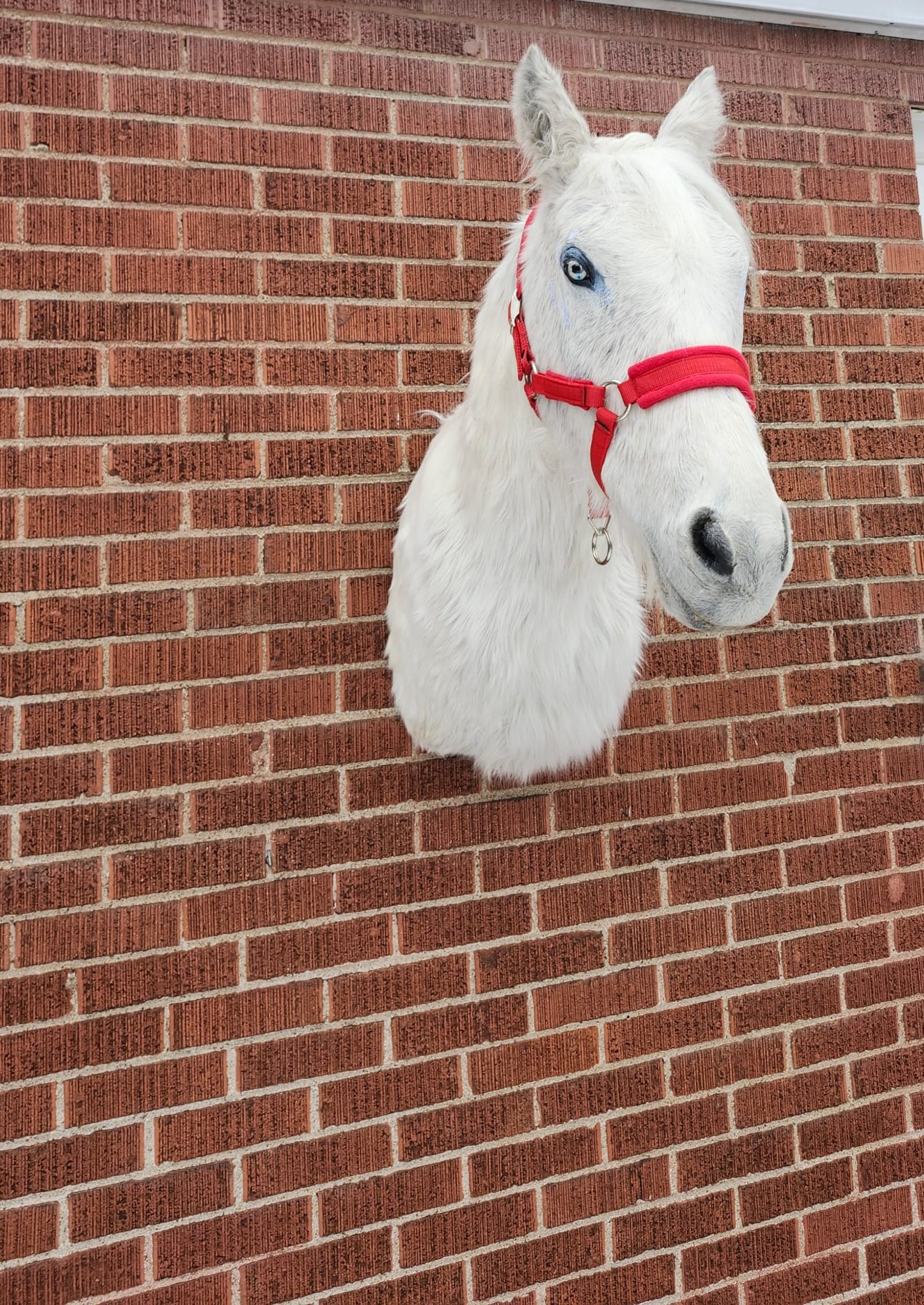 White shoulder mount horse taxidermy