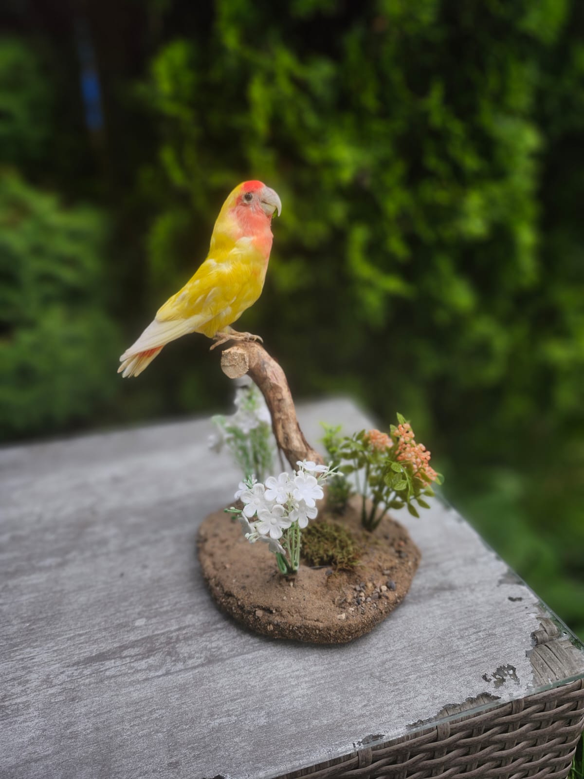 Standing love bird taxidermy