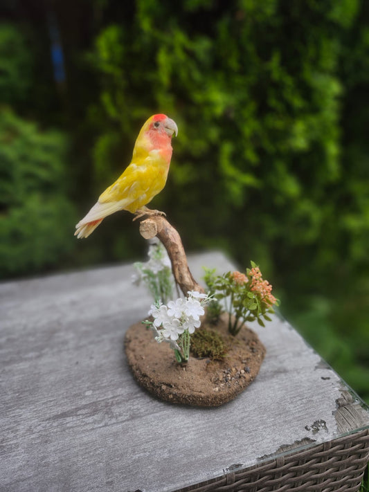 Standing love bird taxidermy